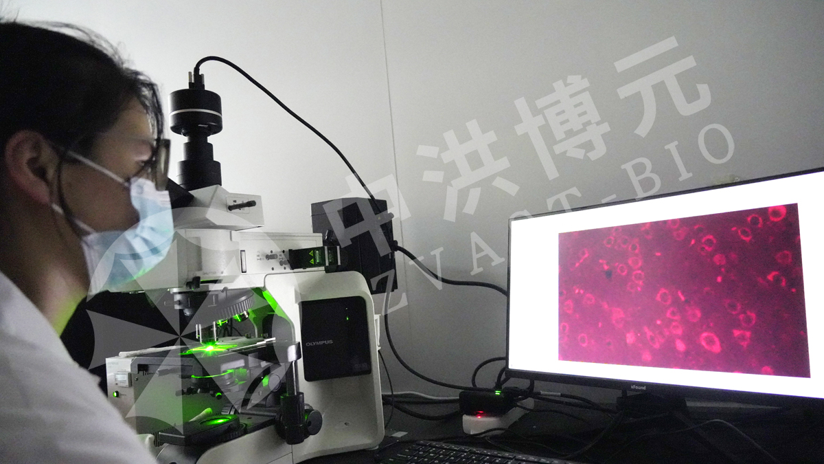 做实验,来中洪!中洪博元实景呈现,实力见证