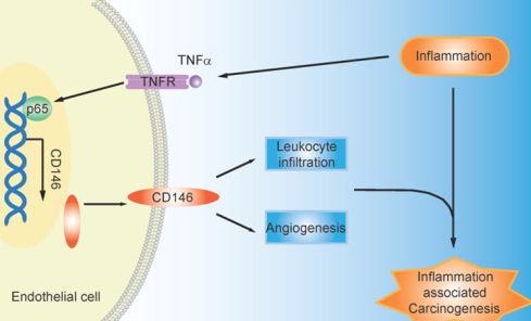 【动物实验】-生物物理所在小鼠模型实验中揭示CD146在慢性炎症向癌症转化中的调控机制