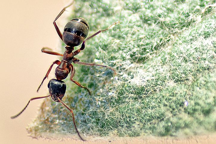 【动物实验】-成都生物所蚂蚁领域行为引起的非营养级联效应研究获进展