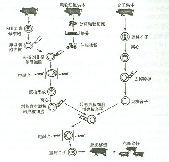 什么是猪的体细胞核移植？