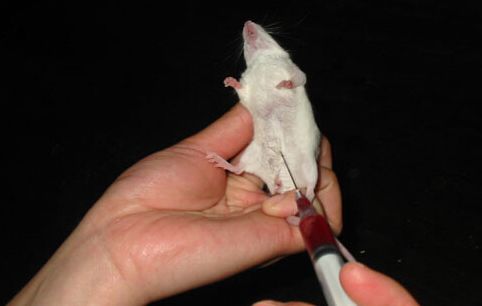 【动物造模】-小鼠腹腔巨噬细胞的吞噬实验