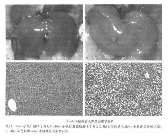 【疾病动物模型】-营养性脂肪肝模型