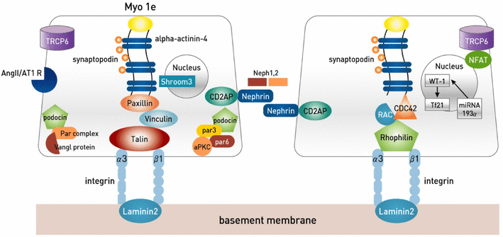 【动物造模】-局灶节段性肾小球硬化动物模型
