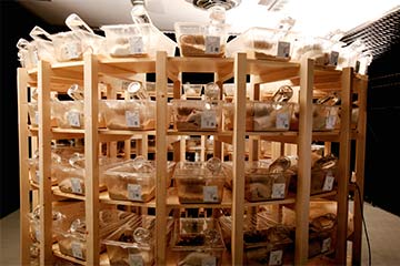 在动物造模时为什么常用啮齿动物？