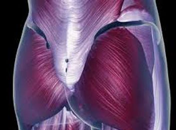 【动物造模】-如何建立灵长类杜氏肌萎缩症模型？