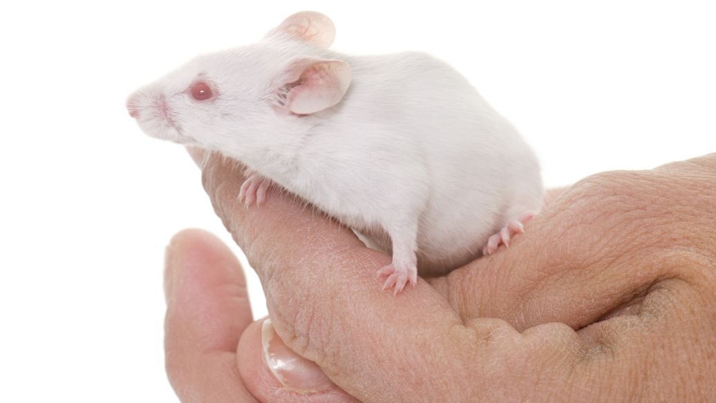 【动物造模】-为什么建立肠系膜上静脉血栓形成大鼠模型？