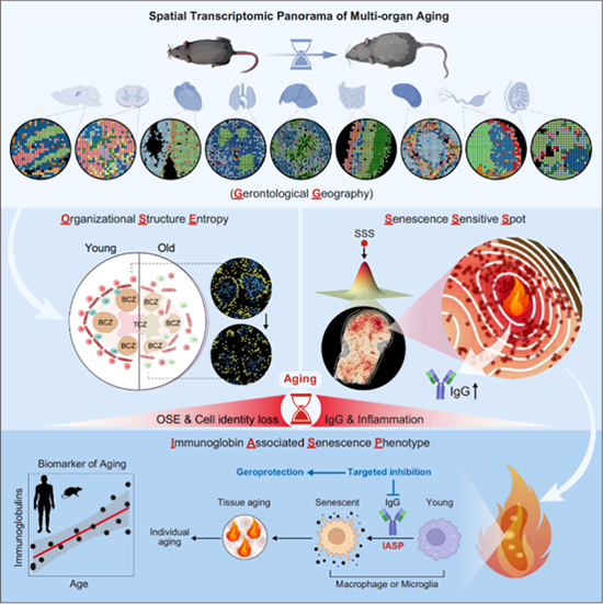 我国学者在免疫球蛋白驱动衰老研究方面取得进展