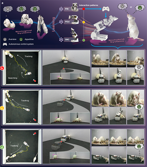 我国学者与海外合作者在机器人-动物交互研究方面取得进展