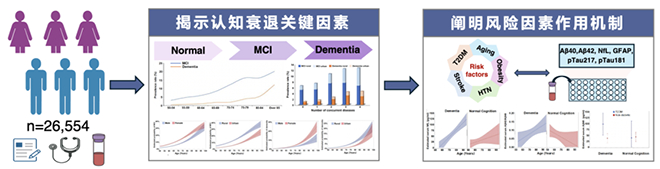 我国学者在轻度认知障碍向阿尔茨海默病转化风险因素研究方面取得进展