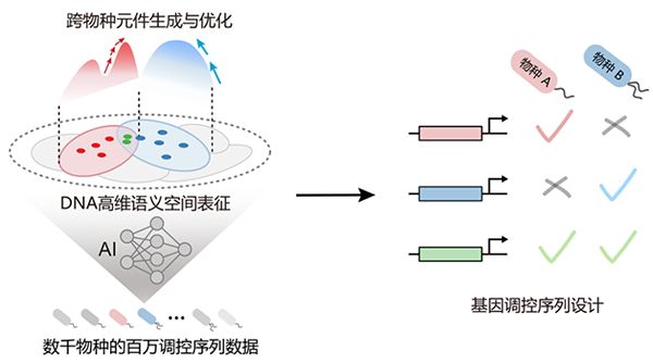 我国学者在合成生物基因调控序列智能设计领域取得进展