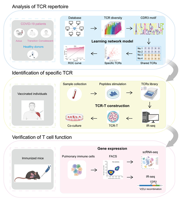 我国学者在新型冠状病毒特异性T细胞受体鉴定方面取得进展