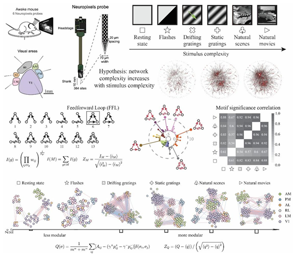 Visual stimuli dynamically affect the topological structure of mouse functional networks