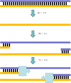 【干货】搞懂这篇，PCR 实验不踩坑！基础 PCR/RT-PCR/qRT-PCR 全解析